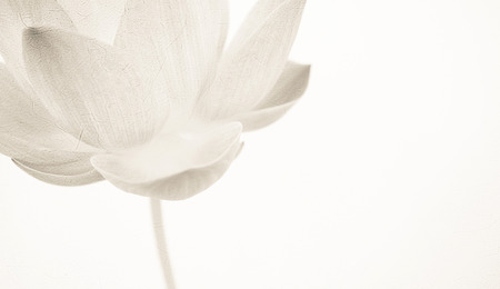 sweet color lotus in soft color and blur style on mulberry paper textureの写真素材