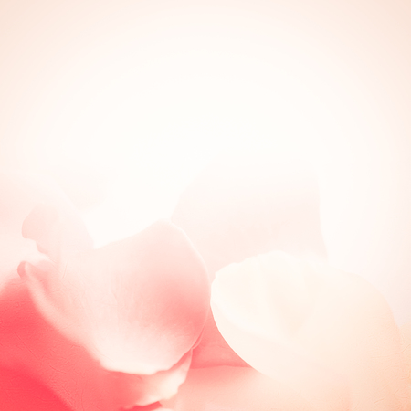 sweet color roses in soft style for background (background, rose, flower)の写真素材