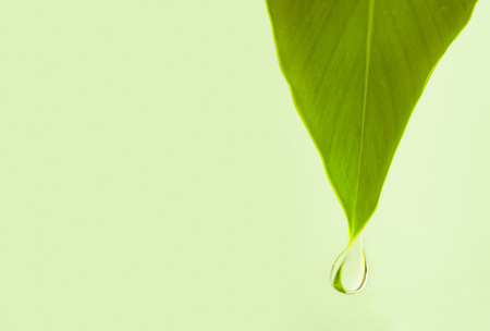 water drop from leaf for natural chemistry conceptの写真素材