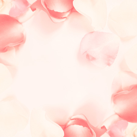 sweet color roses in soft style for background (background, rose, flower)の写真素材