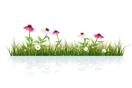 Vector illustration Green grass and echinacea, purple coneflower, and Leaves with Drops Dew and shadow on ground. Isolated on white background. Copy space for content or your design as backgroundのイラスト素材