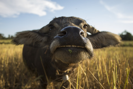 buffalo smiling in rice field. Evening landscape in countryside of Thailand.の写真素材
