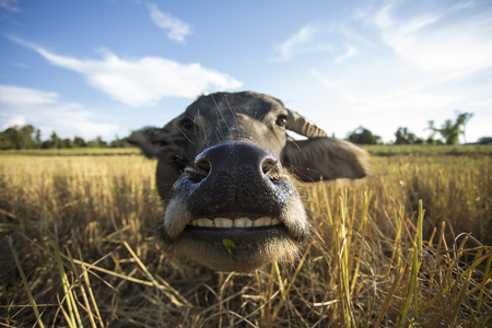 buffalo smiling in rice field. Evening landscape in countryside of Thailand.の写真素材