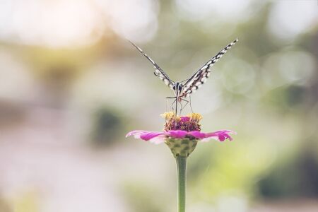 Butterfly on flower in the gardenの写真素材