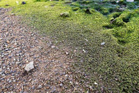 moss Lakeの写真素材