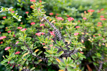 Euphorbia milliの写真素材