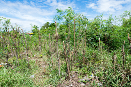 Trees cut backgroundの写真素材