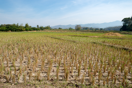 Dry rice fieldsの写真素材