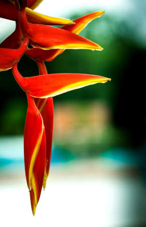 Bouquet of red flowers look beautiful