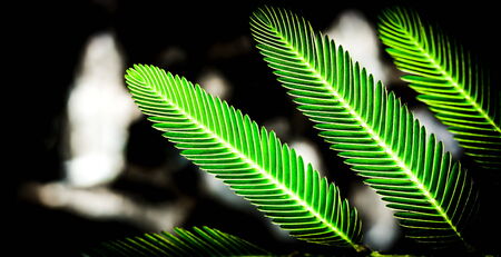 Green leaves look pretty good