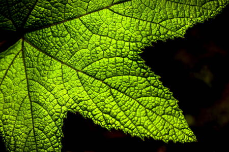 Patterns on the leaves look pretty good