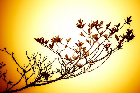 Branches looked beautiful reflection of light and shadow