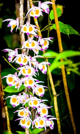 Wild orchids bloom in the forestの写真素材