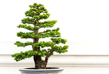 Bonsai treeの写真素材