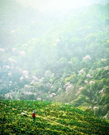 Cabbage farmers are working on a hillの写真素材