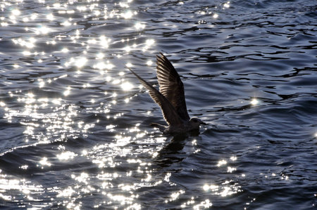 chaika na vodeの写真素材