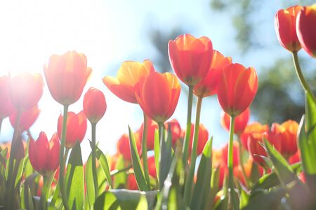 back light of red tulip flowersの写真素材