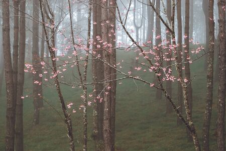 Wild Himalayan Cherry and fog in morningの写真素材