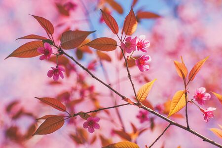 Wild Himalayan Cherry flower and blue sky in sunny dayの写真素材