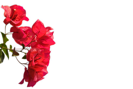 Red Bougainvillea on color の写真素材