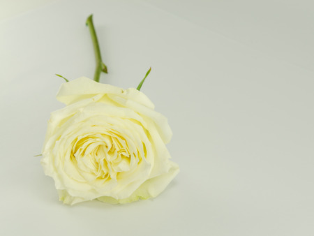 The White Rose is pure love.の写真素材