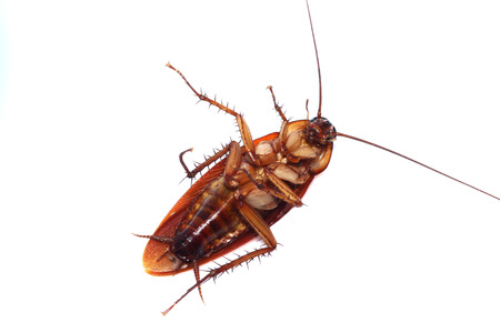cockroachの写真素材