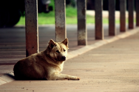 dog aloneの写真素材