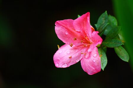 pink flower の写真素材