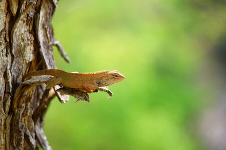 nature lizard still on branch