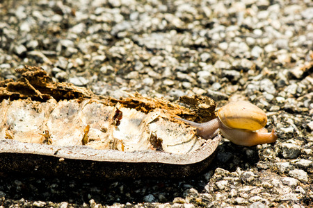 Snail on the road