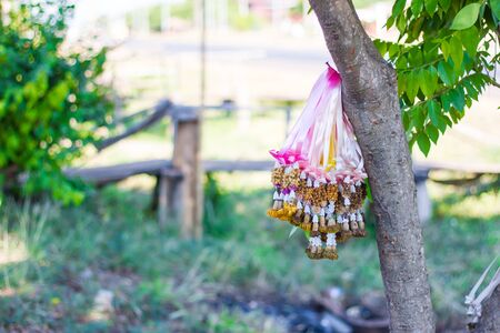 dried jasmine garland hanged on tree