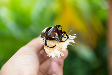 Rhinoceros beetle on sugar cane