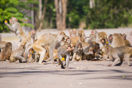 monkeyの写真素材