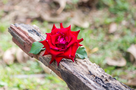 Red roseの写真素材