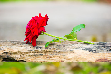 Red roseの写真素材