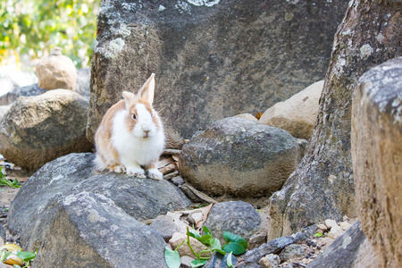 rabbit on the stone in  Thailandの写真素材