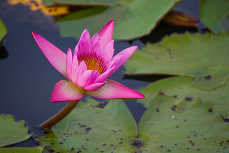 pink water lily Nymphaea Masaniello among green leavesの写真素材