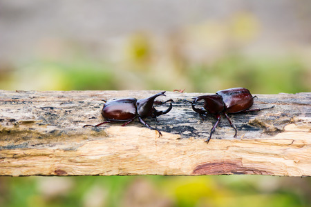 Rhinoceros beetle on sugar caneの写真素材