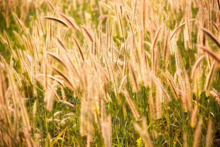 Grass in the garden