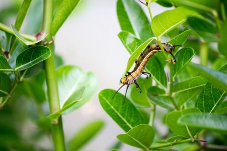 A worm eating leaves carefully until it is gone, it leaves half.の写真素材