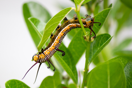 A worm eating leaves carefully until it is gone, it leaves half.
