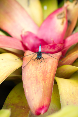 Dragonfly on ornamental treeの写真素材