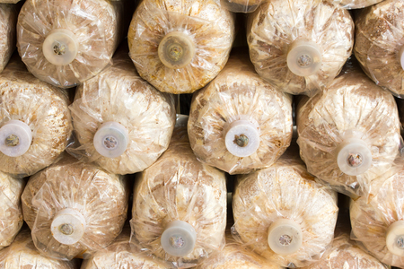 Organic mushroom growing In a farmの写真素材