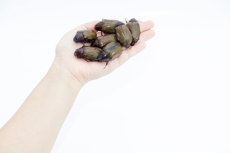 cockchafer on white backgroundの写真素材