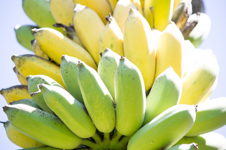 Image of Banana bunch on nature backgroundの写真素材