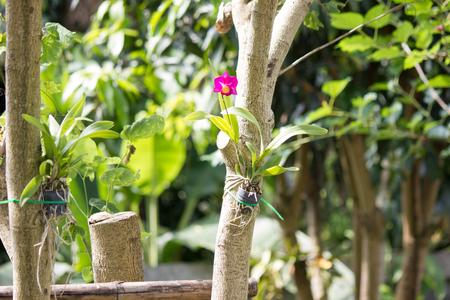 Orchid purple color Thai species on isolated backgroundの写真素材