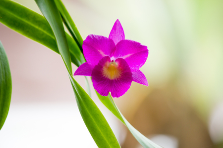 Orchid purple color Thai species on isolated backgroundの写真素材