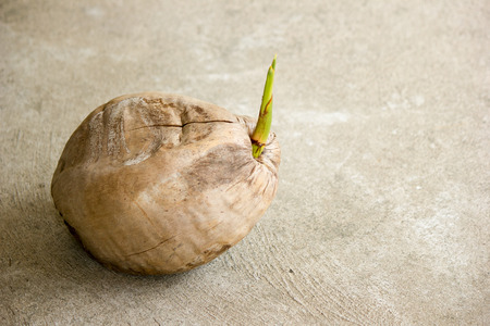 Seedlings of coconut growing. The concept are starting of business.の写真素材