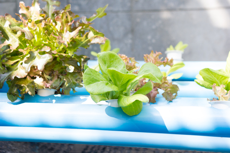 Organic hydroponic vegetable cultivation farmの写真素材