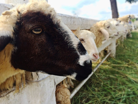 Sheeps eating grassの素材